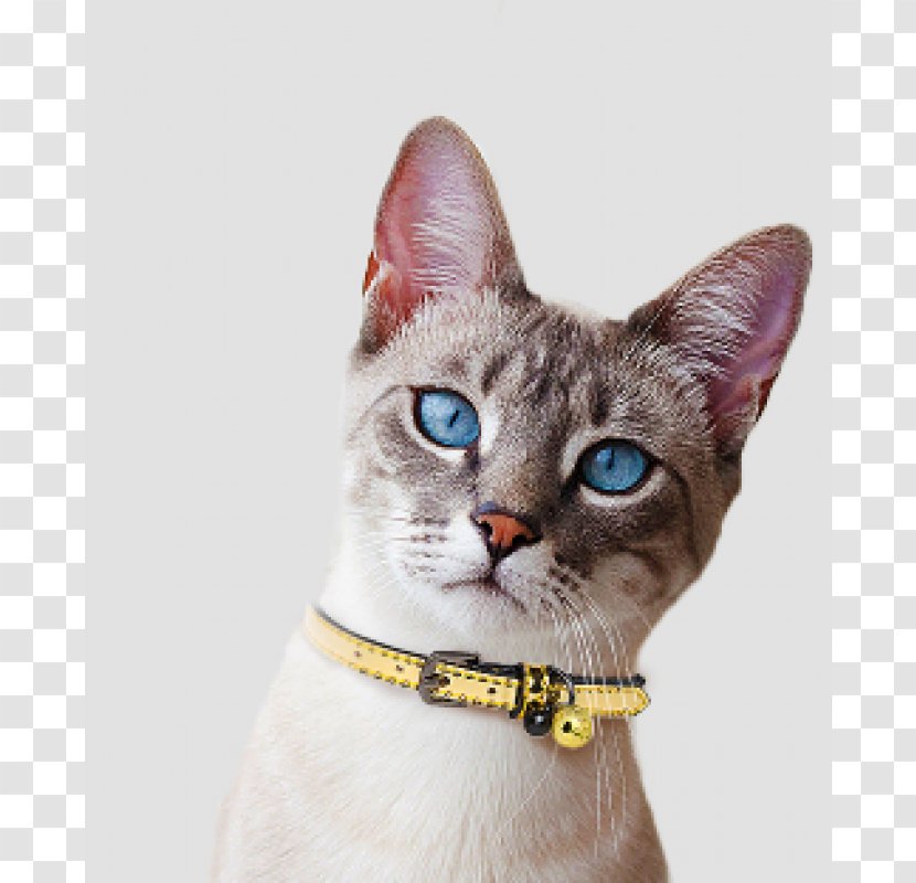 Devon Rex American Wirehair German Domestic Short-haired Cat Whiskers - Snout - Dog Transparent PNG