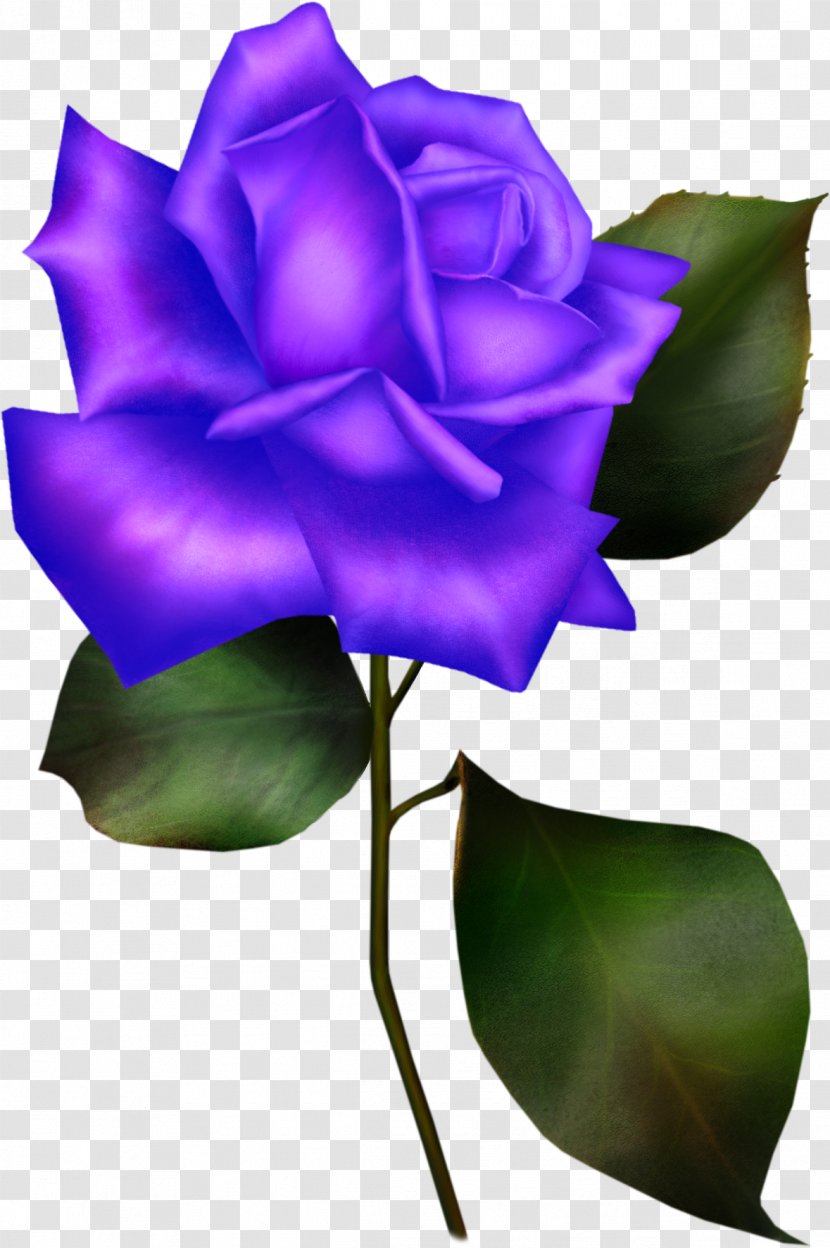 Rosa Gallica Flower Blue Rose Rosaceae - Order Transparent PNG