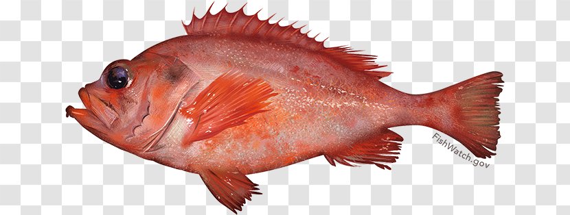 Acadian Redfish Rose Fish New England - Sebastidae Transparent PNG