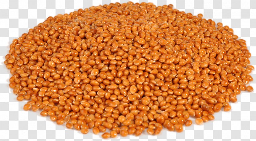 Proso Millet Cereal Fodder Echinochloa Esculenta - Grain - Lentils Transparent PNG