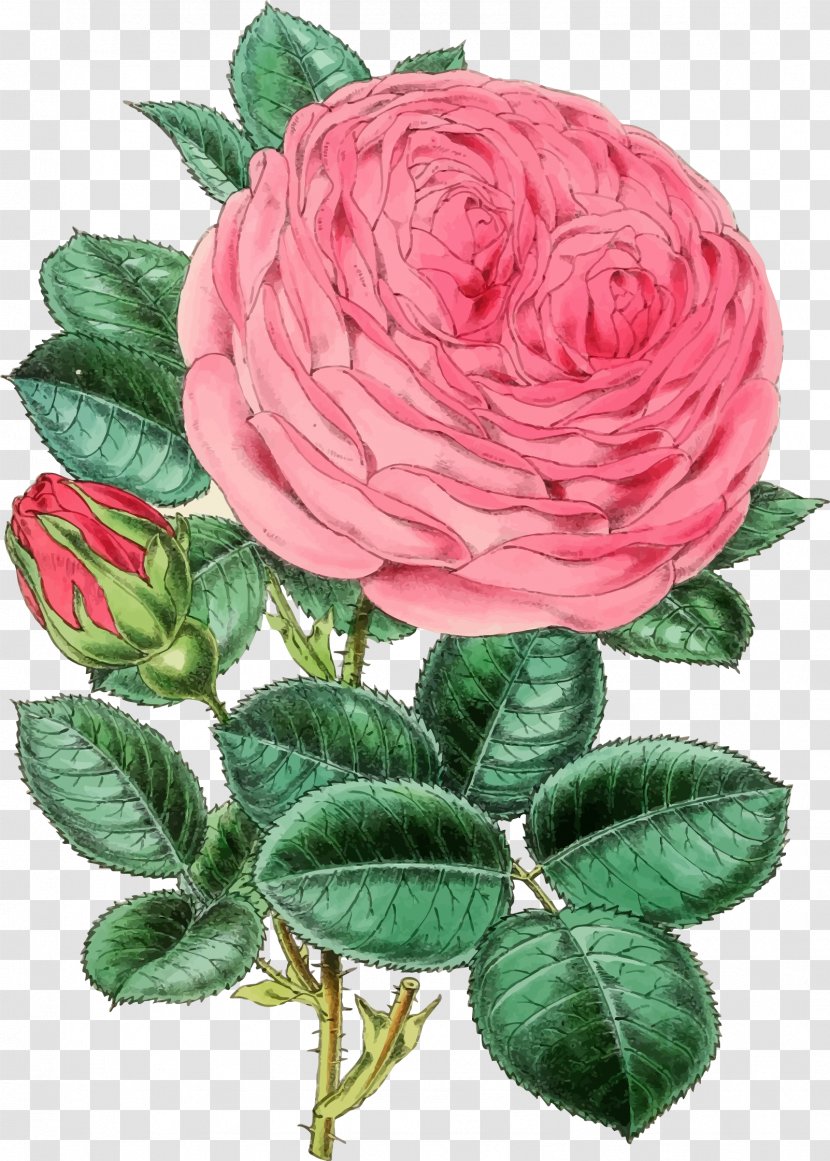 Rose Clip Art - Rosa Centifolia - Illustrations Transparent PNG