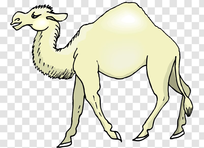 Camel Clip Art Vector Graphics Drawing Image - Animal Figure Transparent PNG
