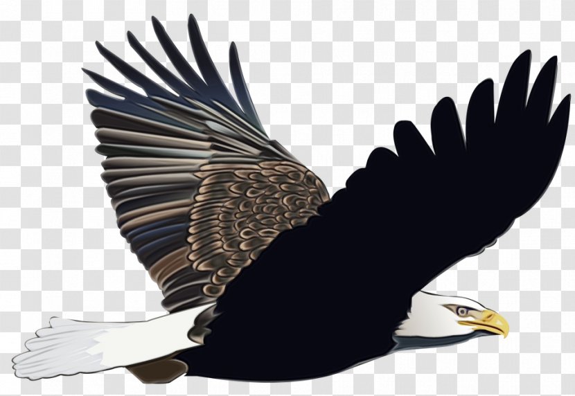 Bird Line Drawing - Eagle - Vulture Falconiformes Transparent PNG