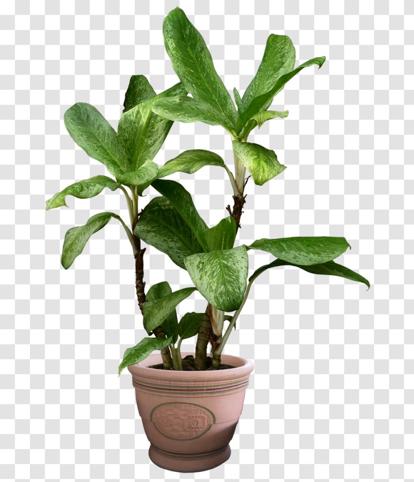 Flowerpot Houseplant Vine Devil's Ivy - Herb - Plant Transparent PNG