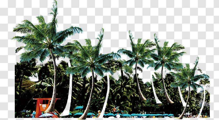 Beach Coconut Gratis - Palm Background Transparent PNG