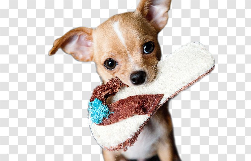 Chihuahua Puppy Miniature Pinscher Beagle Pet - Toy Dog Transparent PNG