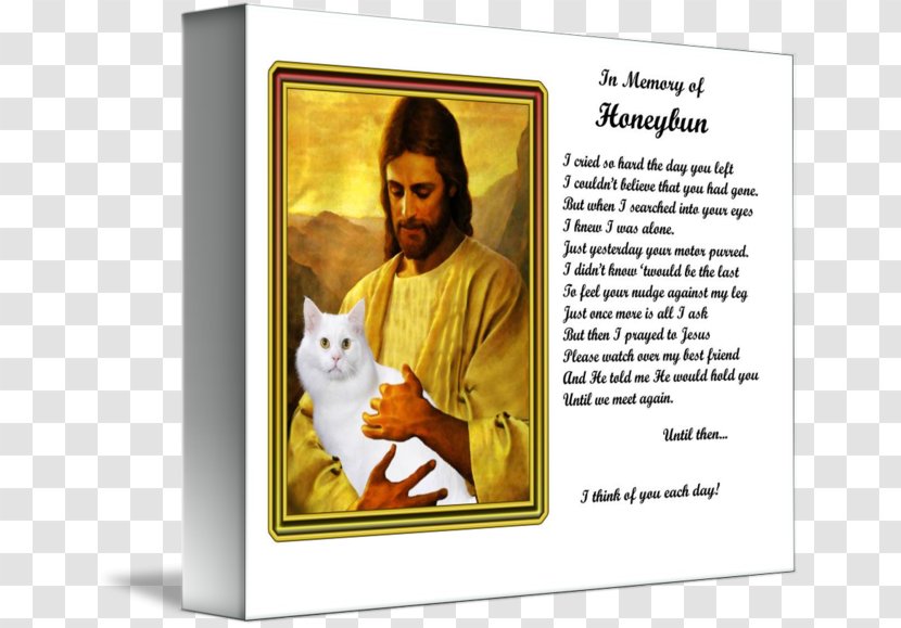 Cat Kitten Picture Frames Pet Transparent PNG