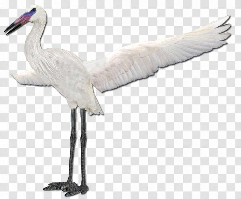 Cygnini Fujian White Crane Stork - Like Bird - Egret Solar Term Transparent PNG