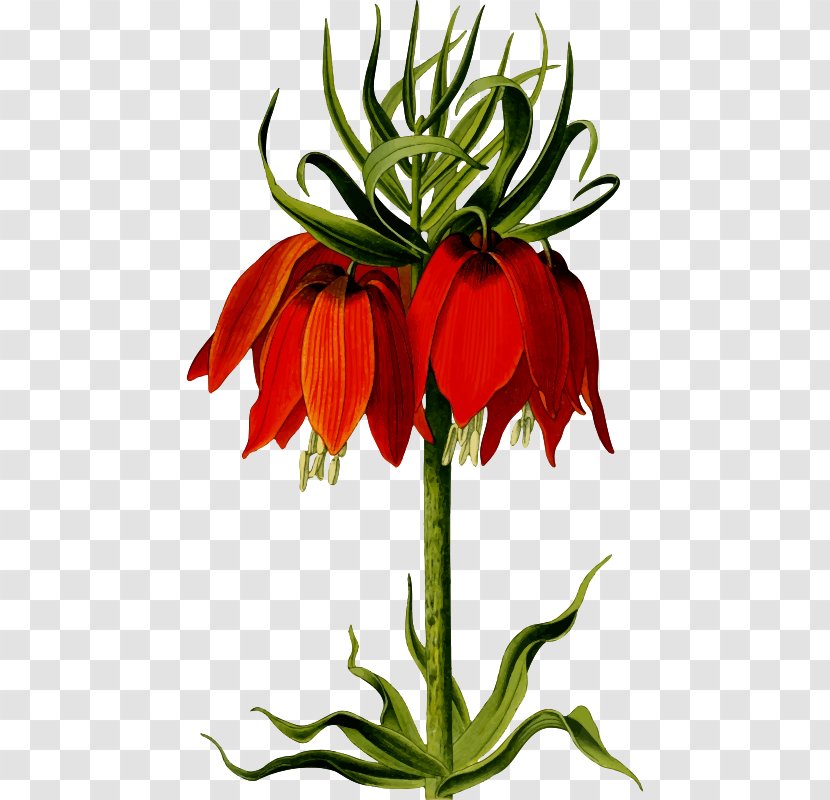 Fritillaria Imperialis Floral Design Flower Clip Art - Drawing Transparent PNG