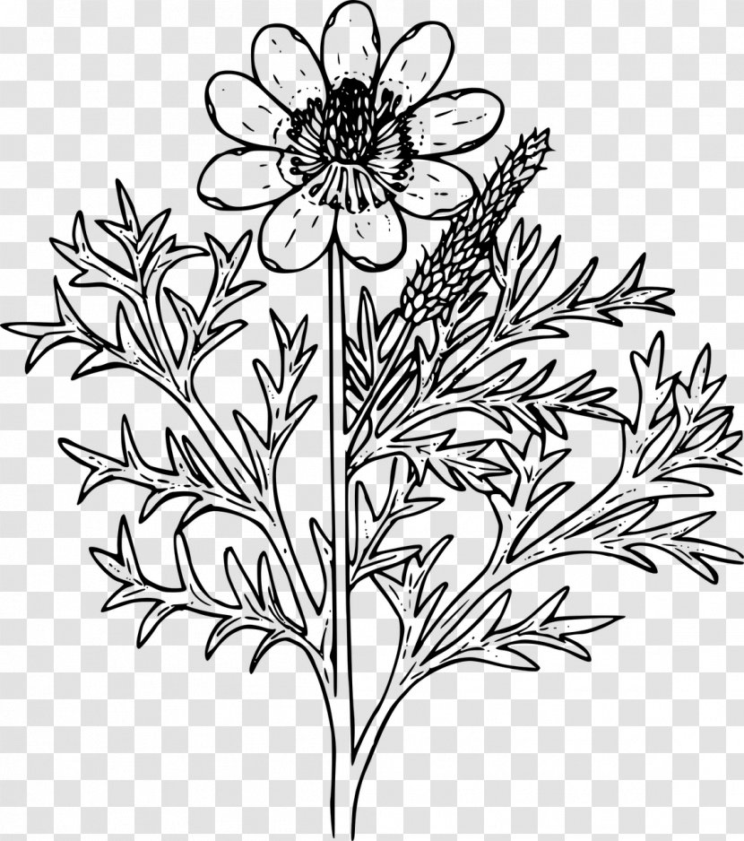 Coloring Book Floral Design Drawing Clip Art - Monochrome Photography - Pheasant Transparent PNG