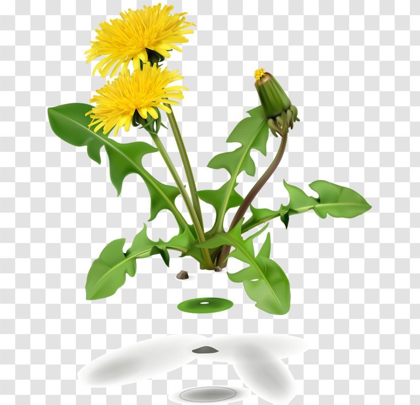 Dandelion Coffee Common Flower Leaf - Stock Photography Transparent PNG