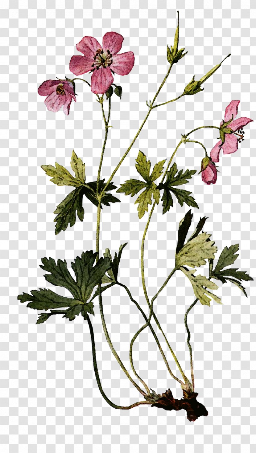 Geranium Maculatum Botanical Illustration Drawing Perennial Plant - Cut Flowers - Flowering Transparent PNG