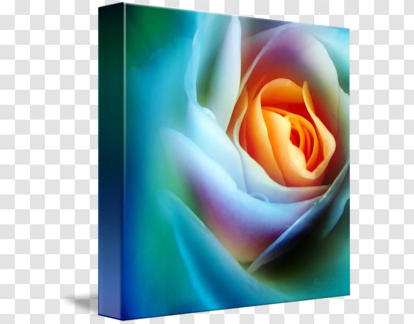 Rainbow Rose Garden Roses Imagekind Rosaceae - Leslie Transparent PNG