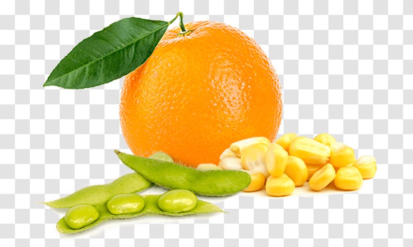 Orange Citrus Fruit Food Lemon - Diet Transparent PNG
