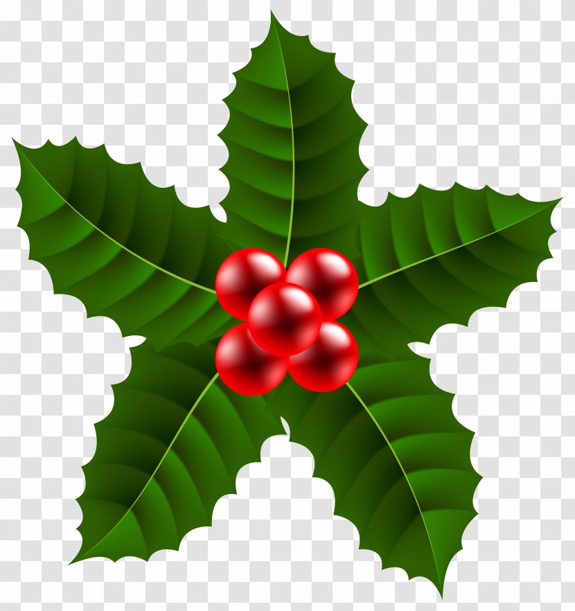 Holly Aquifoliales Fruit Leaf - Christmas With - Large Clip Art Image Transparent PNG
