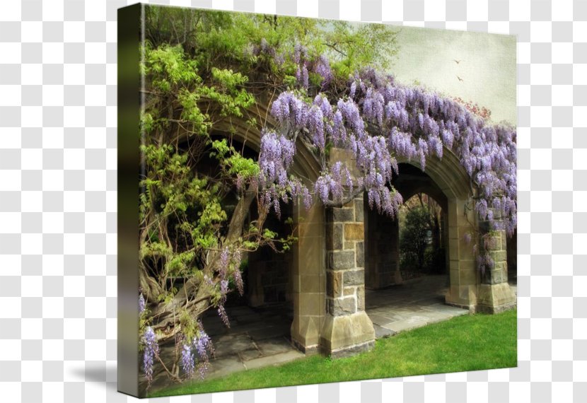 Wisteria Plant Lilac Tree Lavender - Flora Transparent PNG