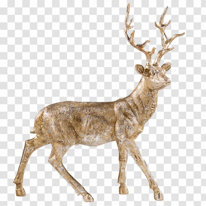 Reindeer White-tailed Deer Elk Antler - Terrestrial Animal Transparent PNG