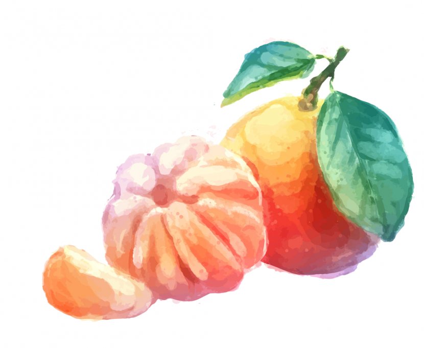 Mandarin Orange Tangerine Juice Fruit - Vegetarian Food - Exotic Fruits Watercolor Transparent PNG