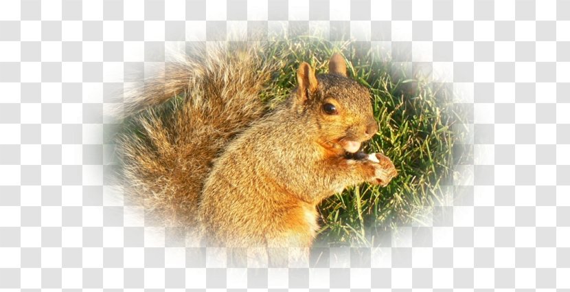 Fox Squirrel Chipmunk Whiskers Fur - Wildlife - Pas De Deux Transparent PNG