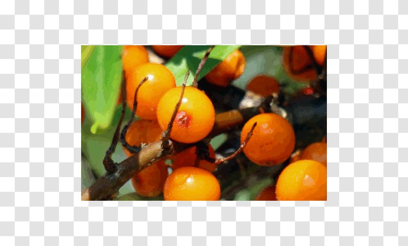 Juice Vegetarian Cuisine Sea Buckthorns Tangerine Varenye - Vegetable Oil - Buckthorn Transparent PNG