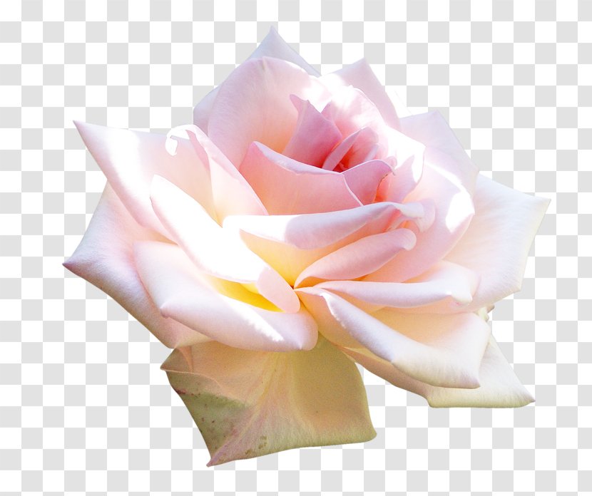 Garden Roses Clip Art - Plant - Rose Transparent PNG