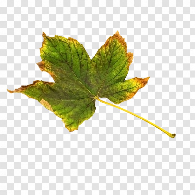Maple Leaf Green Yellow - Orange - Leaves With Edge Transparent PNG