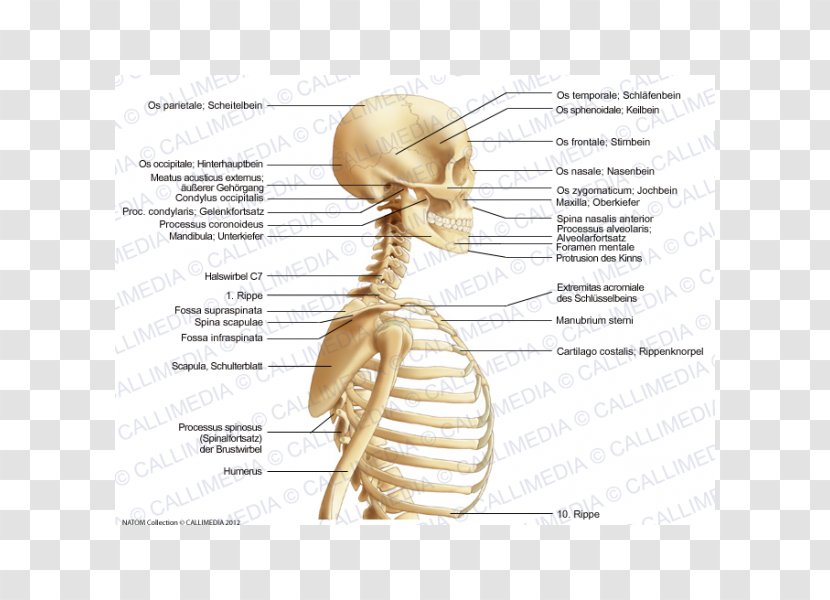 Homo Sapiens Muscle Neck Bone Anatomy - Silhouette - Organe Transparent PNG