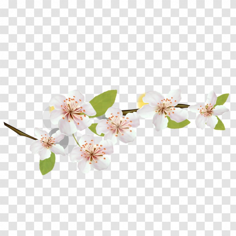 National Cherry Blossom Festival Flower Petal - Cut Flowers - 世界地圖 Transparent PNG