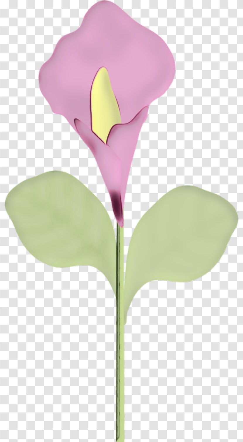 Arum Lilies Cut Flowers Moth Orchids Plant Stem - Artificial Flower Transparent PNG