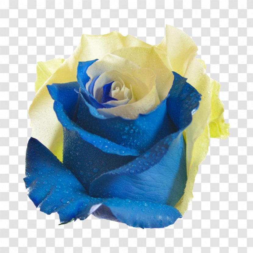 Blue Rose Garden Roses Flower Centifolia - Yellow Transparent PNG