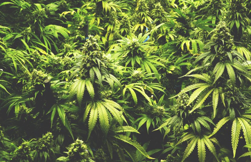 Medical Cannabis Legality Of By U.S. Jurisdiction Decriminalization - Tree - Marijuana Transparent PNG