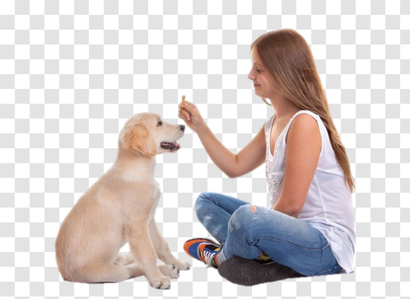 Labrador Retriever Your Puppy Dog Training Obedience - Biting Transparent PNG