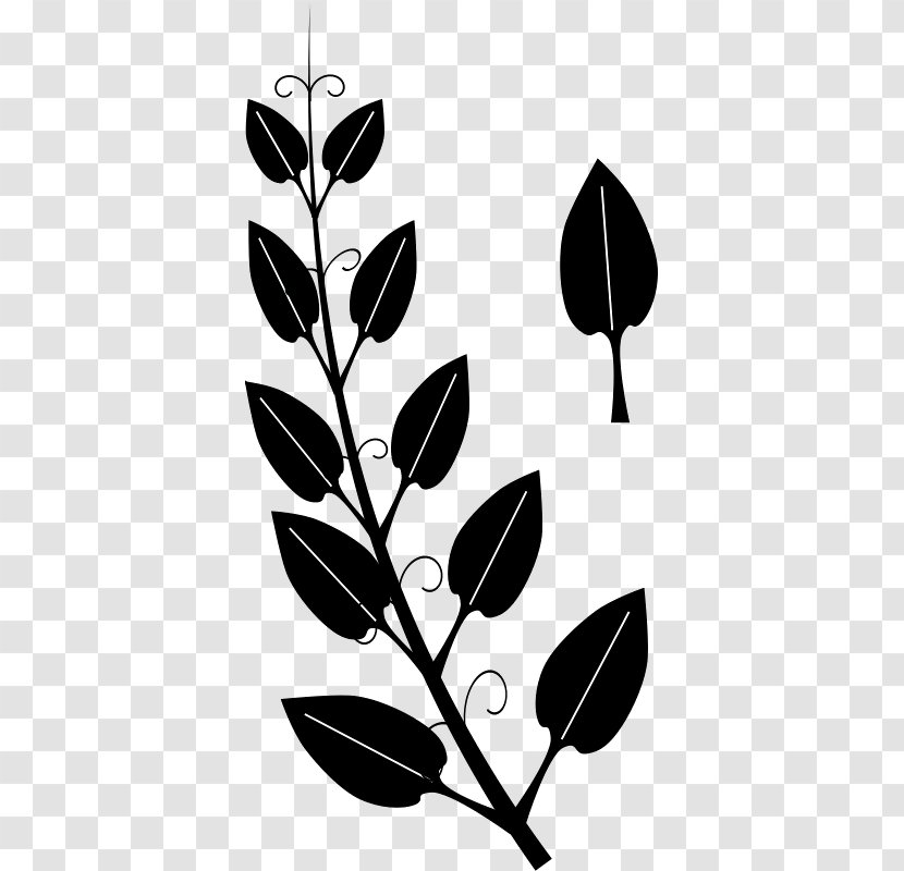 Vine Tendril Leaf Ivy Clip Art - Plant - Silhouettes Of Leaves Transparent PNG