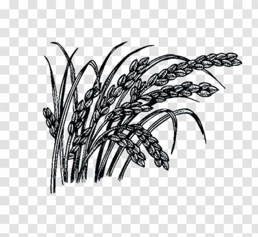 Rice Five Grains Cereal - Painted Black Transparent PNG