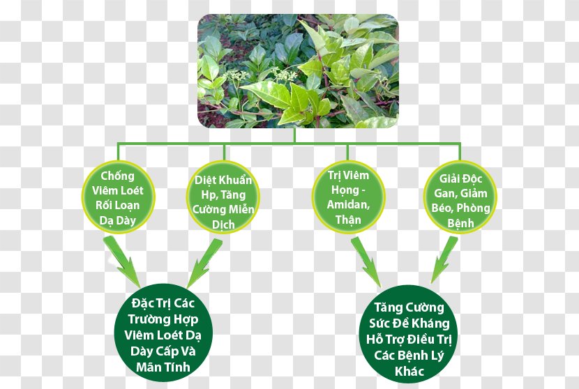 Solanum Trilobatum Medicinal Plants Herbalism Health Therapy - Family - Sapa Transparent PNG