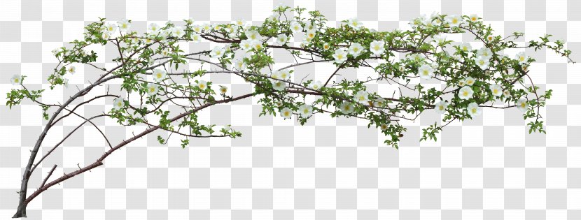 Flower Download Clip Art - Leaf - Eucalyptus Transparent PNG
