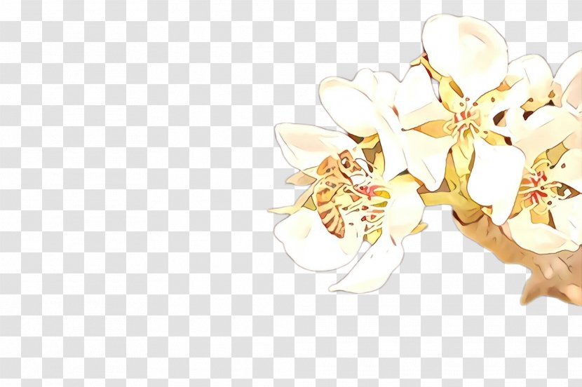 White Flower Blossom Plant Petal - Branch Transparent PNG
