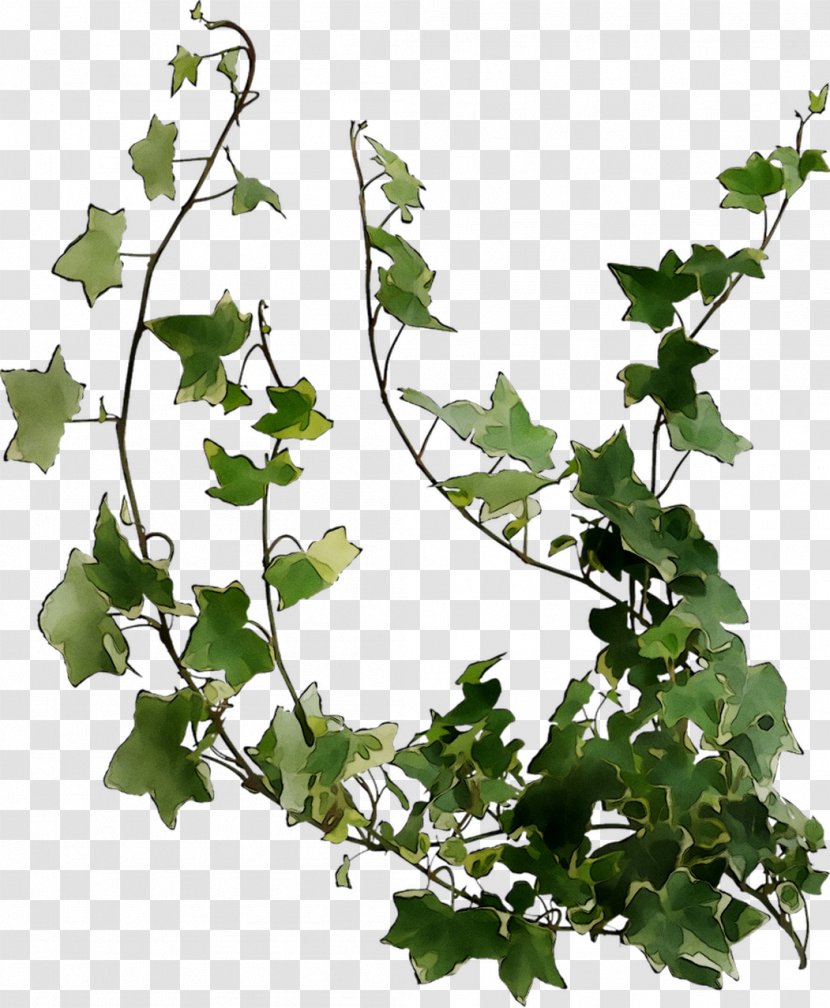 Plant Stem Grape Leaf Twig Plane Trees - Tree - Holly Transparent PNG