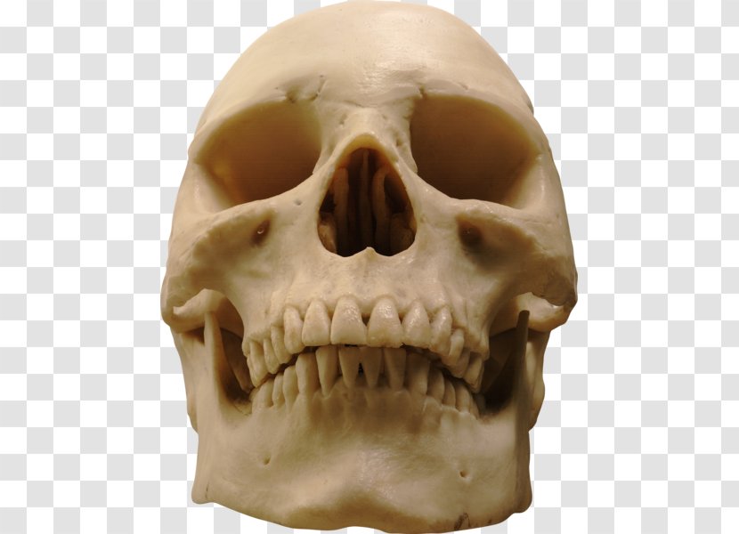 Human Skull Skeleton Homo Sapiens - Brain Transparent PNG