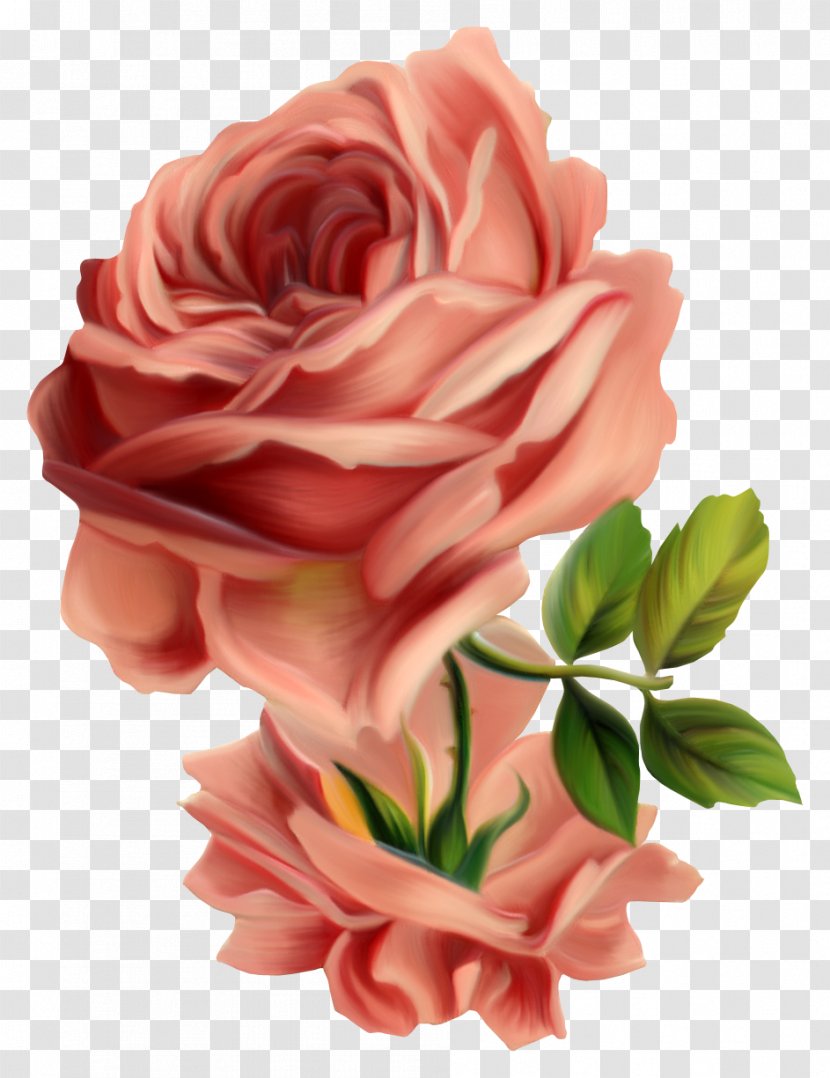 Centifolia Roses Vintage Clothing Flower Pink Clip Art - Rose Transparent PNG