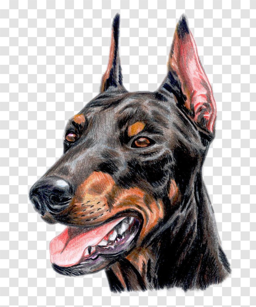 Dobermann German Pinscher The Doberman Drawing - Carnivoran - Exquisite Hand-painted Dogs Avatar Transparent PNG