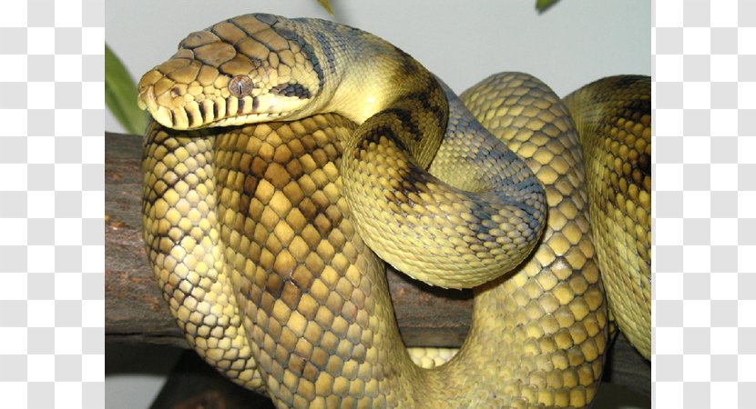 Venomous Snake Amethystine Python Reptile Ball - Reticulated Transparent PNG
