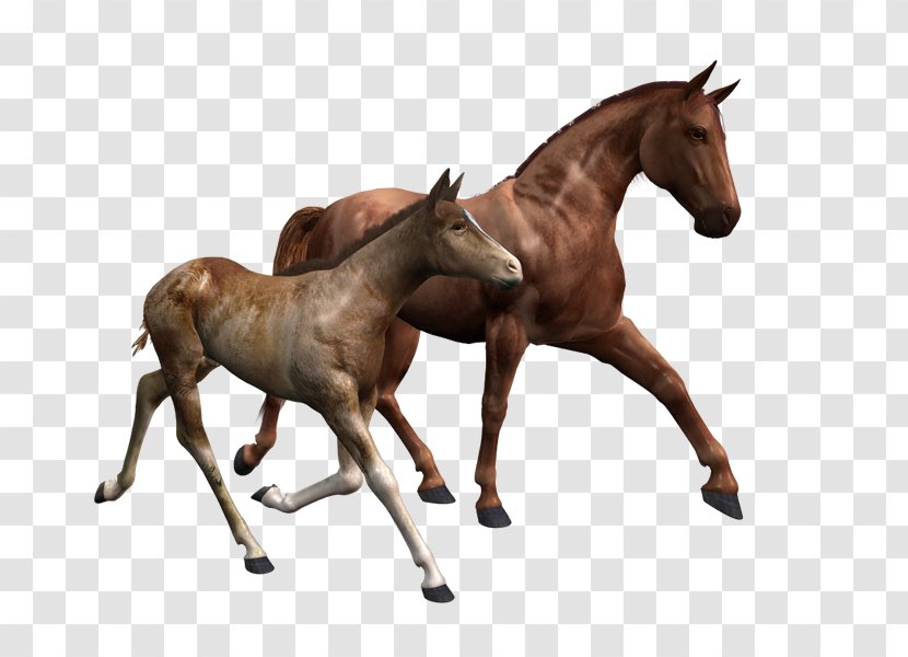 Mustang Tennessee Walking Horse Foal Mare Stallion - Caballo Transparent PNG