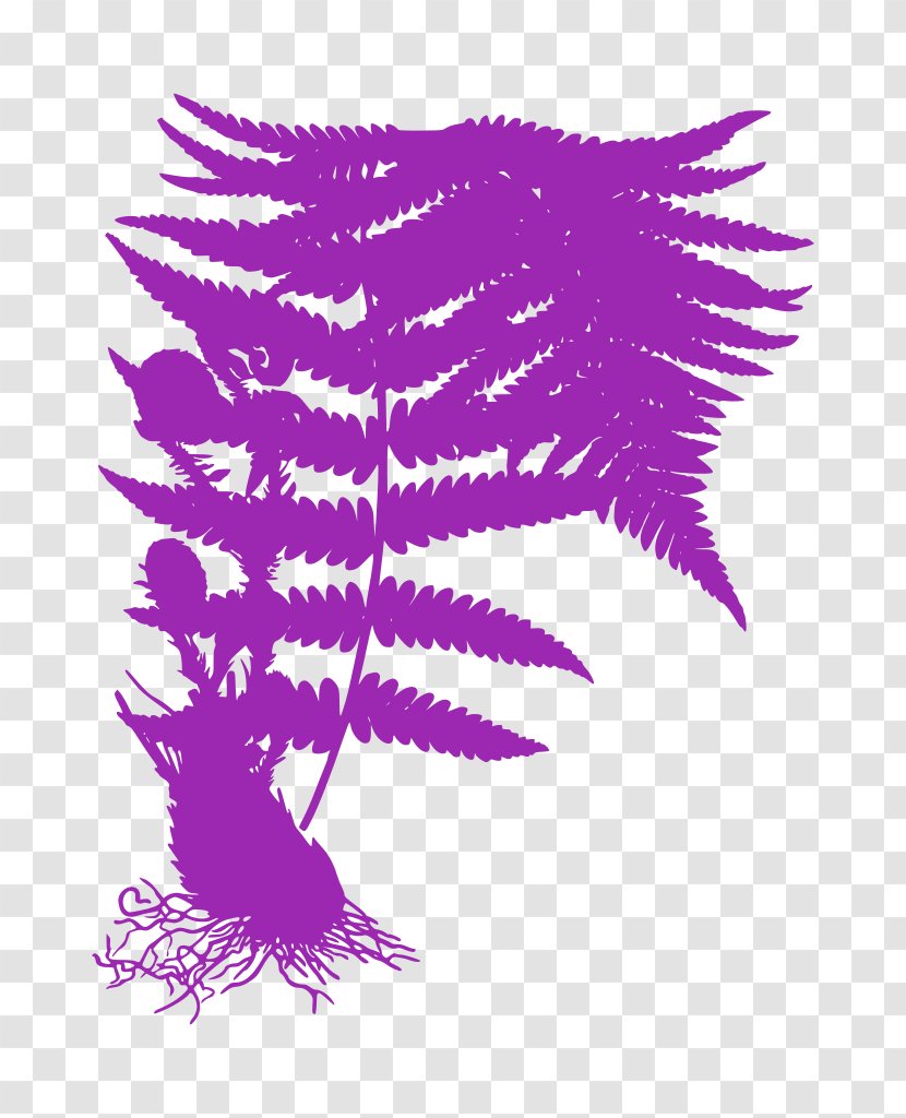 Feather - Plant - Wing Transparent PNG