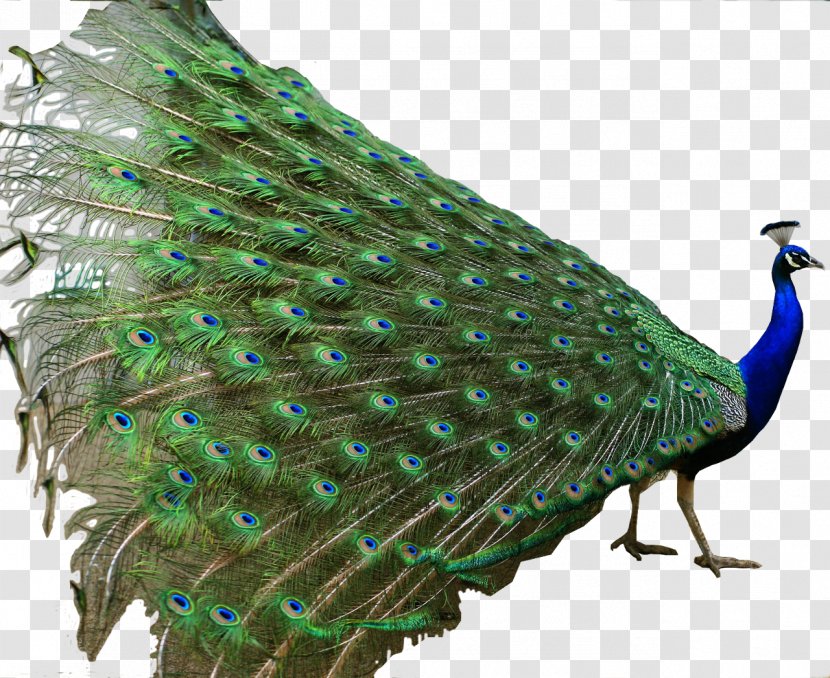 Asiatic Peafowl Indian Roller Bird Green - India - Peacock Transparent PNG