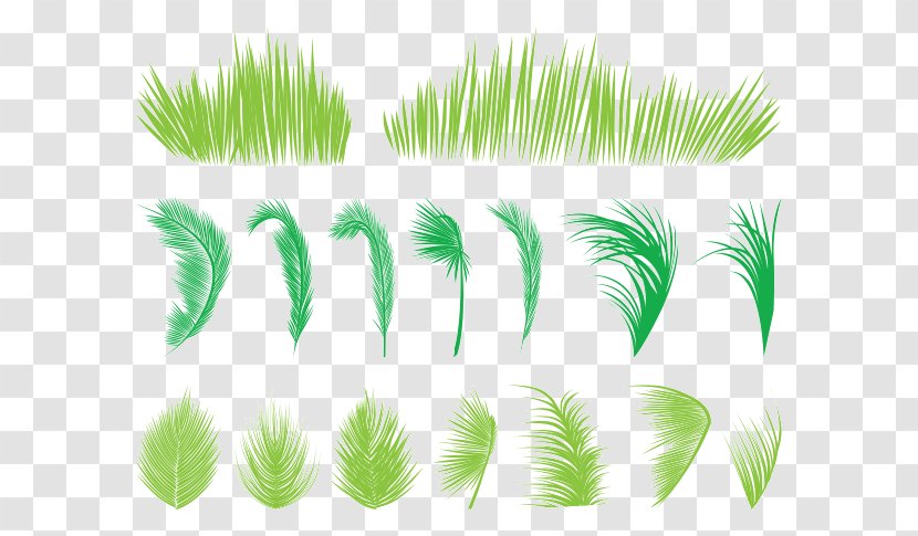 Leaf Arecaceae Palm Branch Tree - Leaves And Grass Transparent PNG