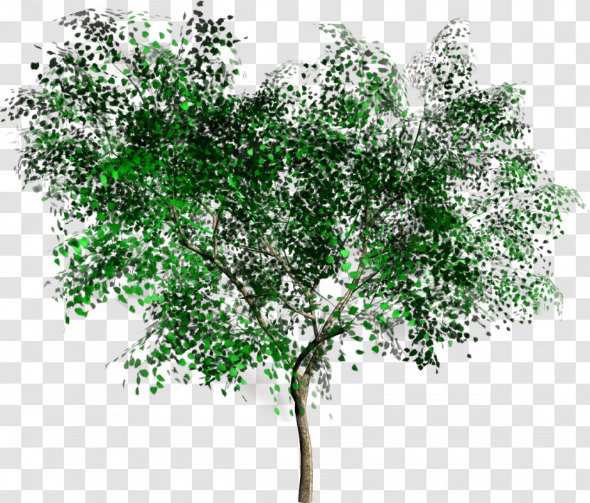 Tree Rendering Clip Art - Plant - Trees Transparent PNG