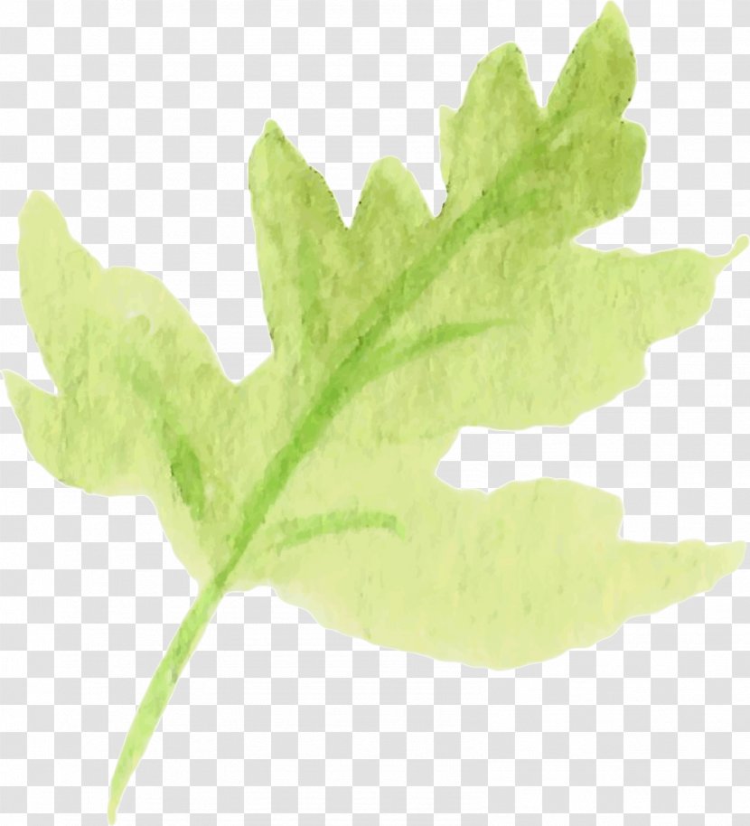 Leaf Vegetable Plant Stem Tree - Water Color Transparent PNG