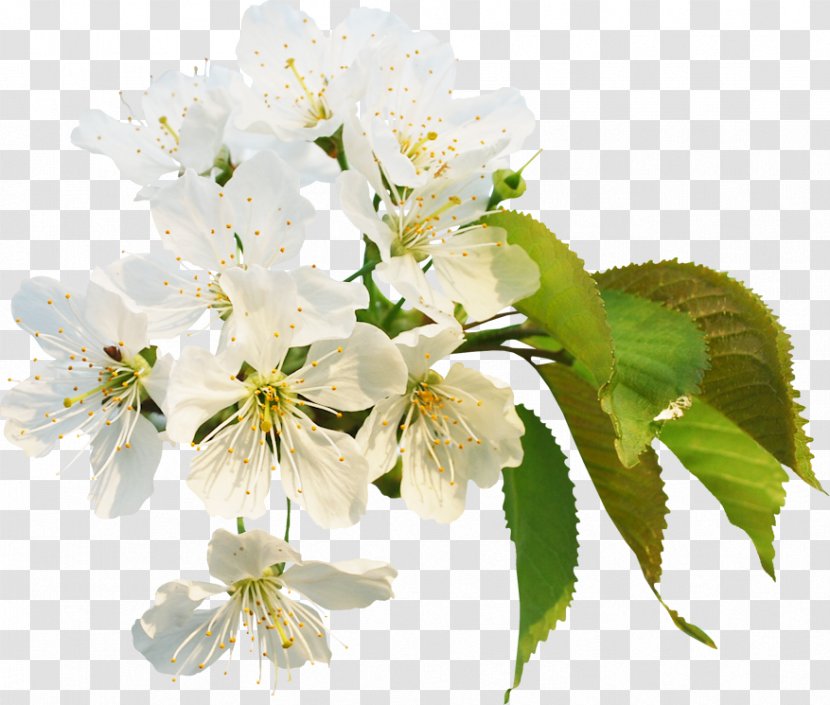 Flower White Plant Petal Branch - Mock Orange Spring Transparent PNG