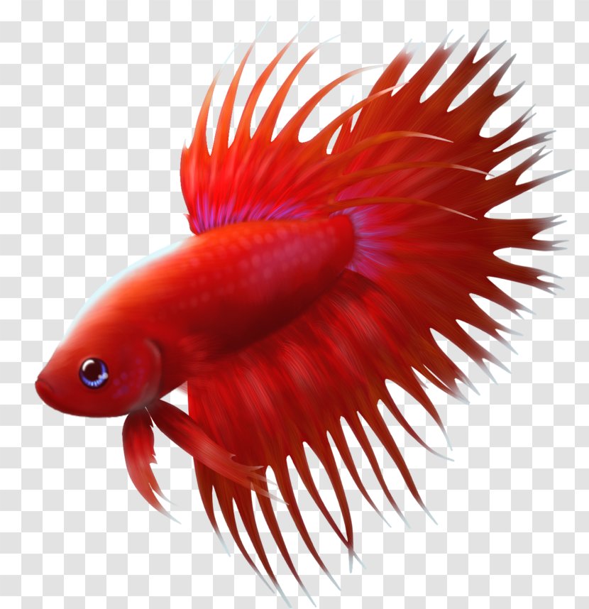 Siamese Fighting Fish Fin - Animation - Lovely Transparent PNG